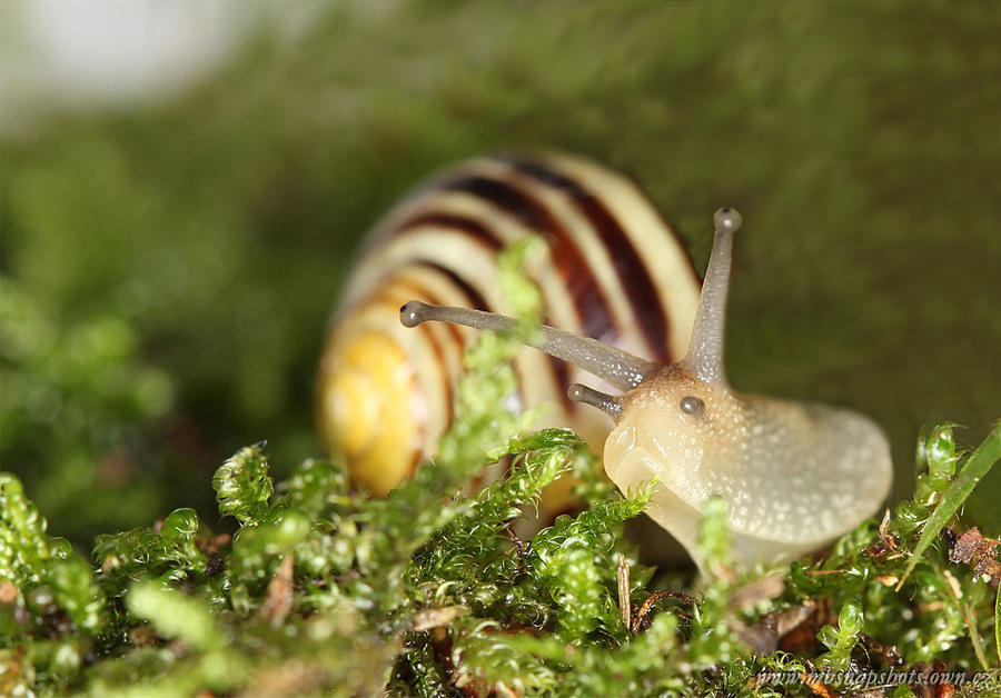 Snail 1