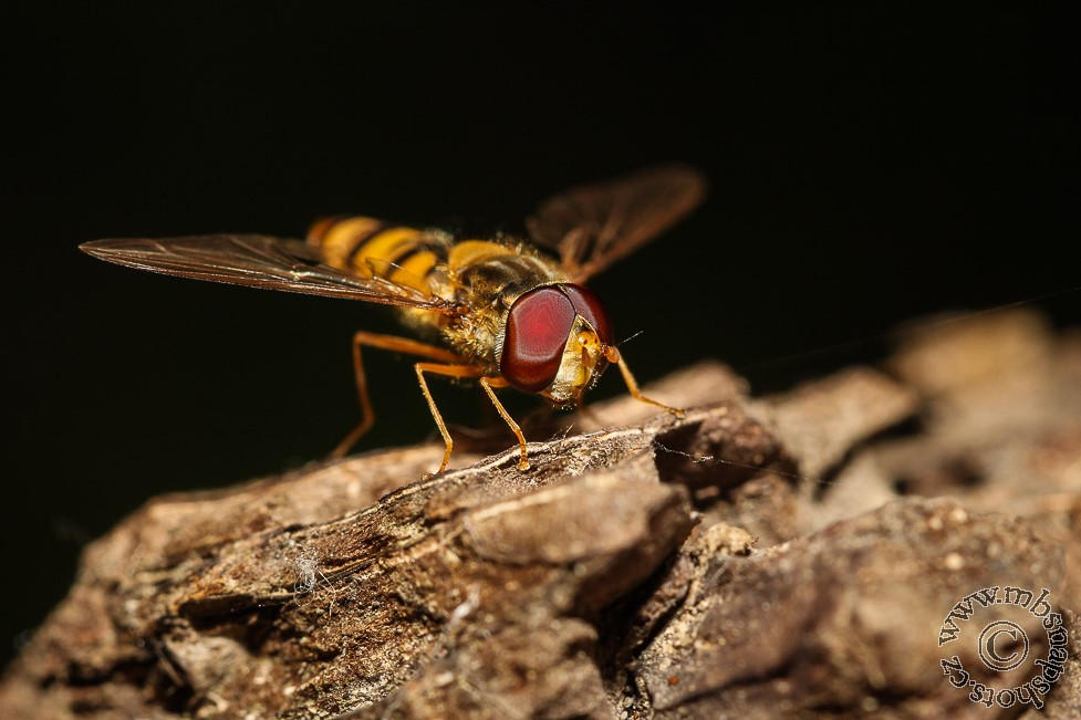 Forest Fly Insect Forest fly by MBSnapshots on DeviantArt