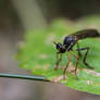 Some insect in forest