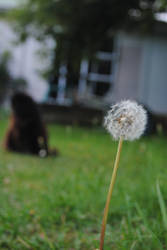 Rosie and the Dandelion
