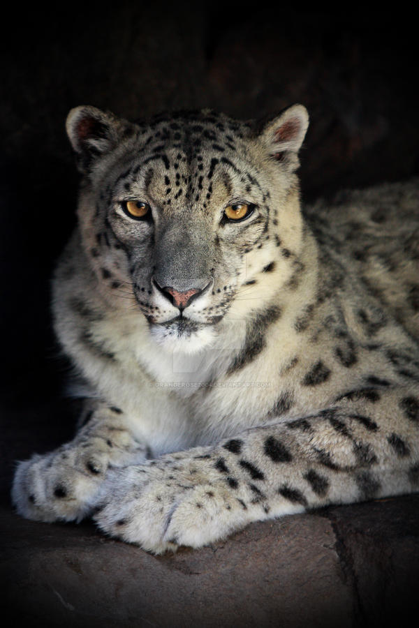 Snow Leopard