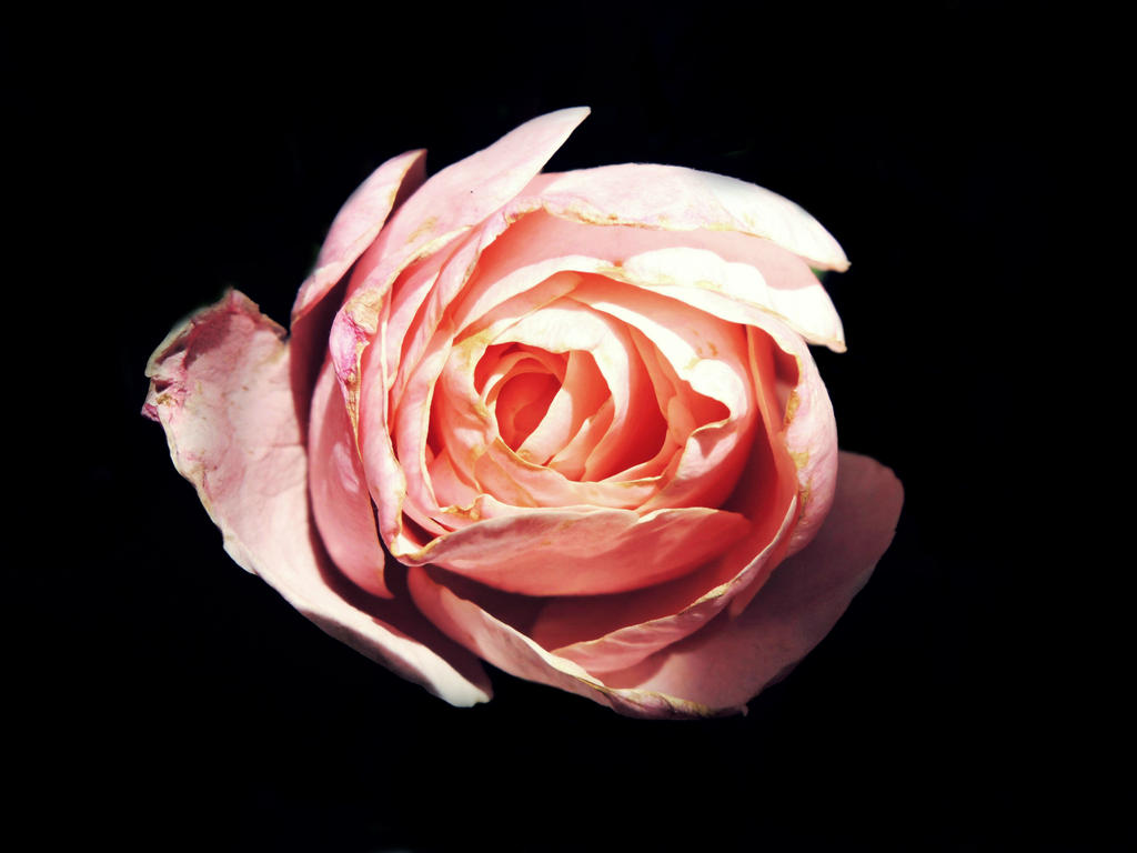 Soft Roses Art Soft Rose by RedRoses9 on DeviantArt