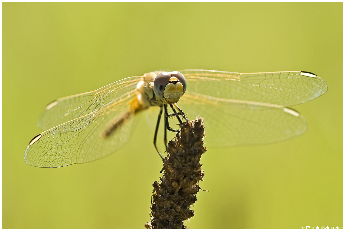 Dragonfly posing