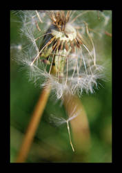 Dandelion