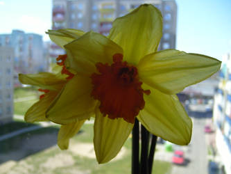 Flower of sun