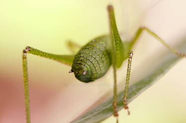 speckled bush cricket 2