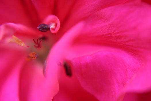 Macro of a shockingpink flower