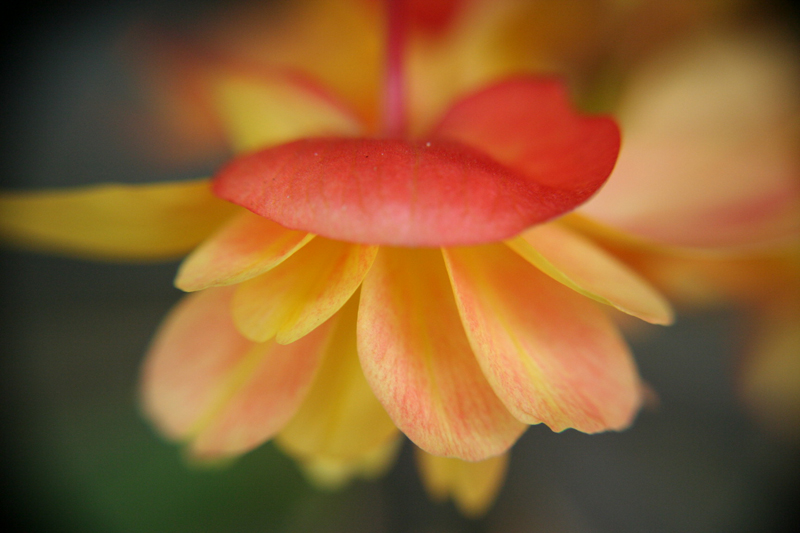 macro orange yellow flower