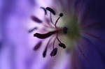 Macro of purple flower by BiancaNoodelijk