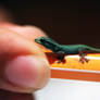 Baby gecko