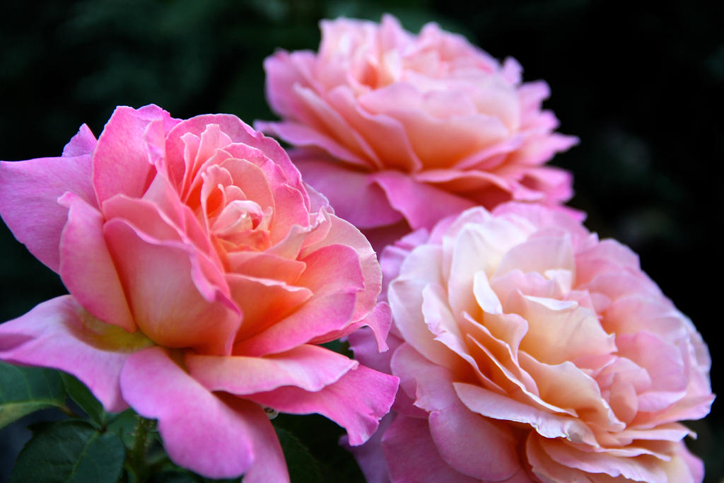 Pinka And R3ed Roses Three pink roses by EmoShunka on DeviantArt