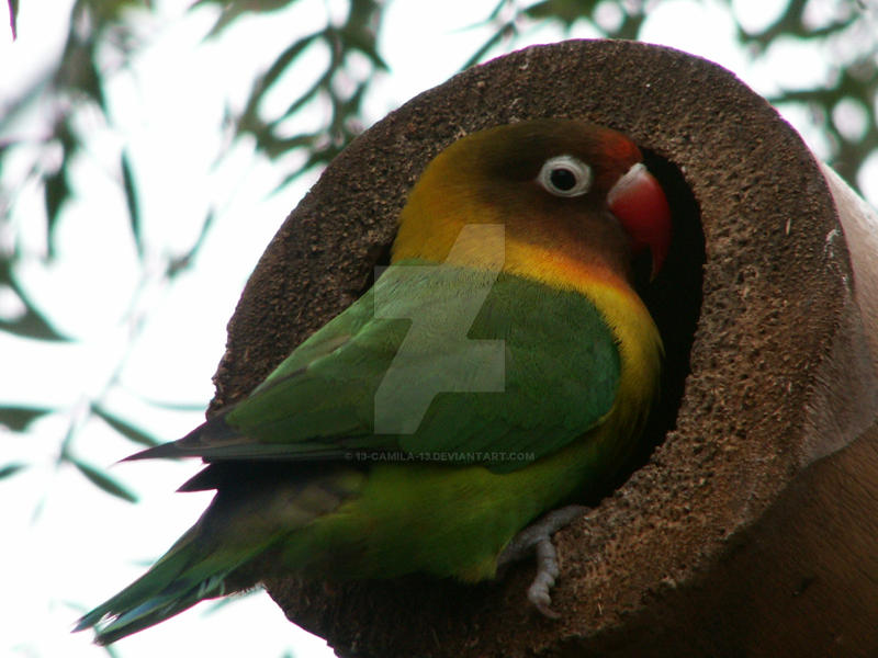 inseparable by 13-camila-13 on DeviantArt