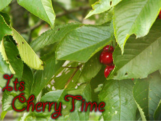 Cherry Time