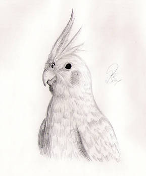 Cockatiel