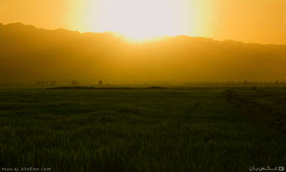 Wheat fields at sunset