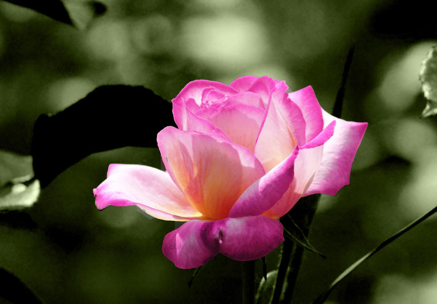 Soft Roser Soft rose by Ryhoki on DeviantArt