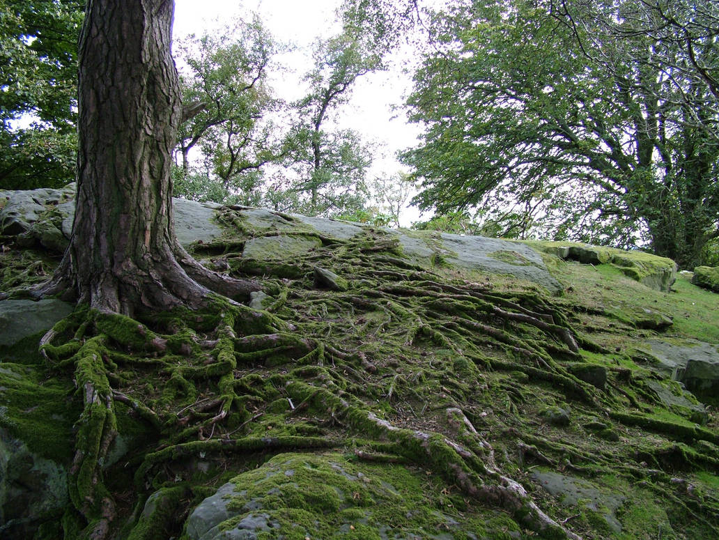 Stock 001 Tree roots and Rock by emaharg on DeviantArt