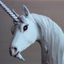 Unicorn closup
