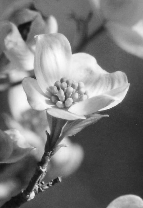 Dogwood Petals