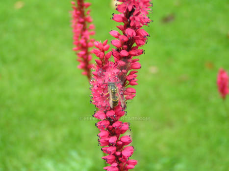 Bee in the nature