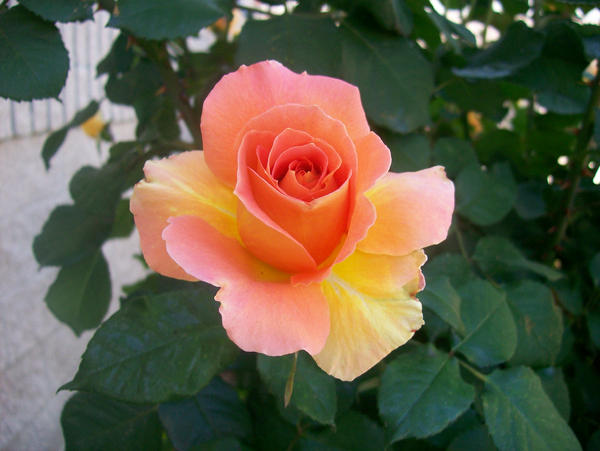 Grapefruit Rose