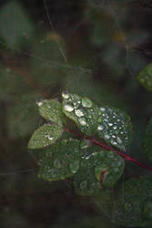 foliage dew