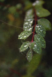 foliage dew in the morning