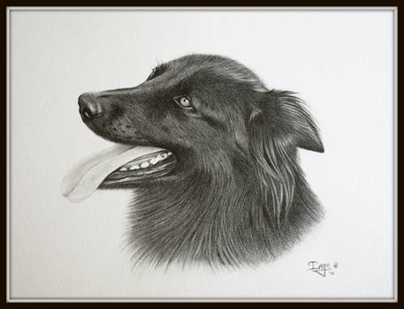 Shepherd in graphite