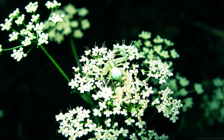 Green Spider