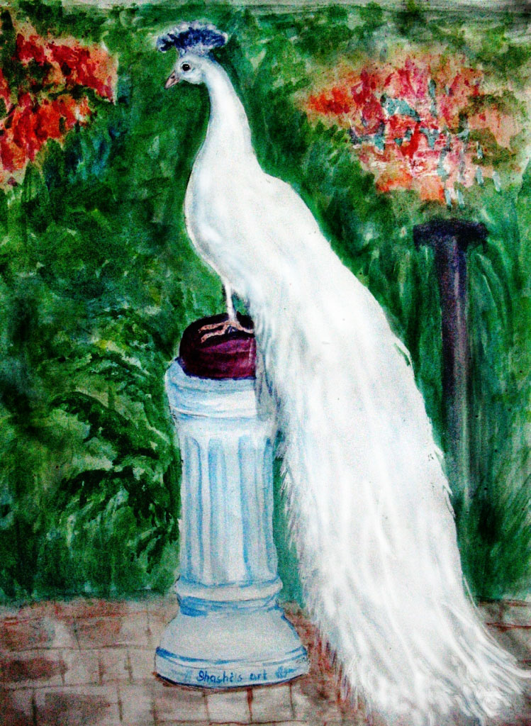 Bird-White Peacock