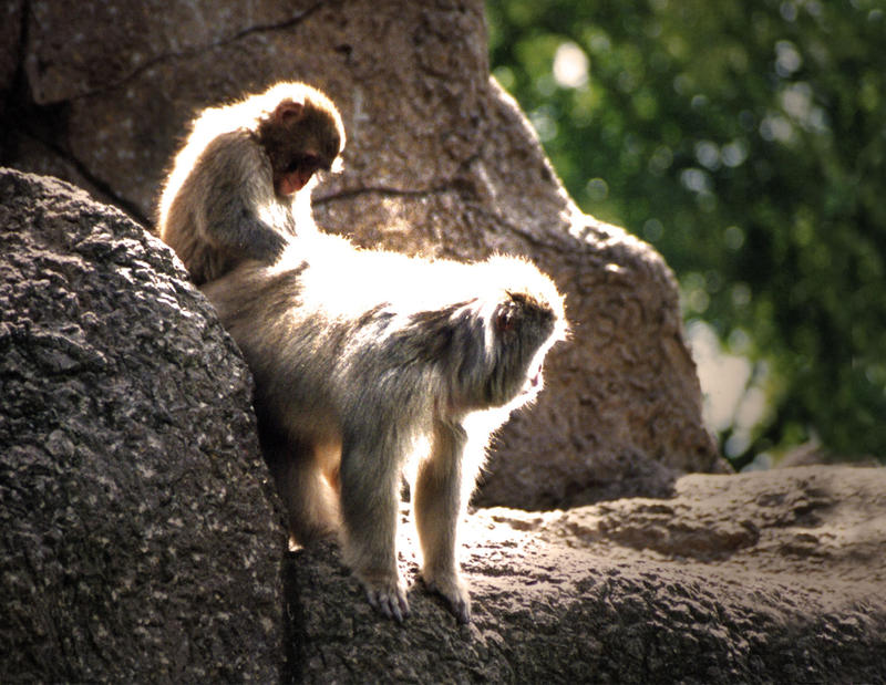 Monkies Back Monkey Back by jjbough on DeviantArt