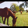 Fort Sill's Polo Horses