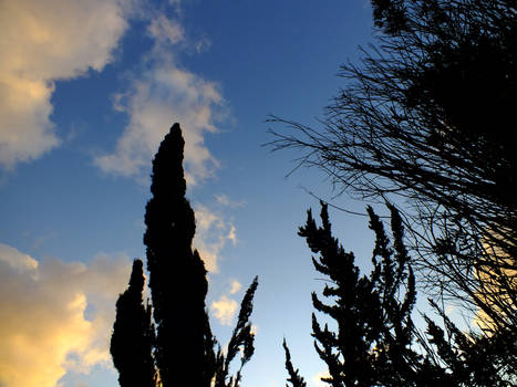 Trees + Sky 5