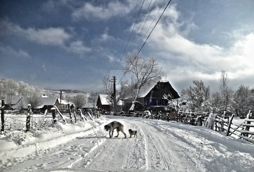 the first winter for the little puppy