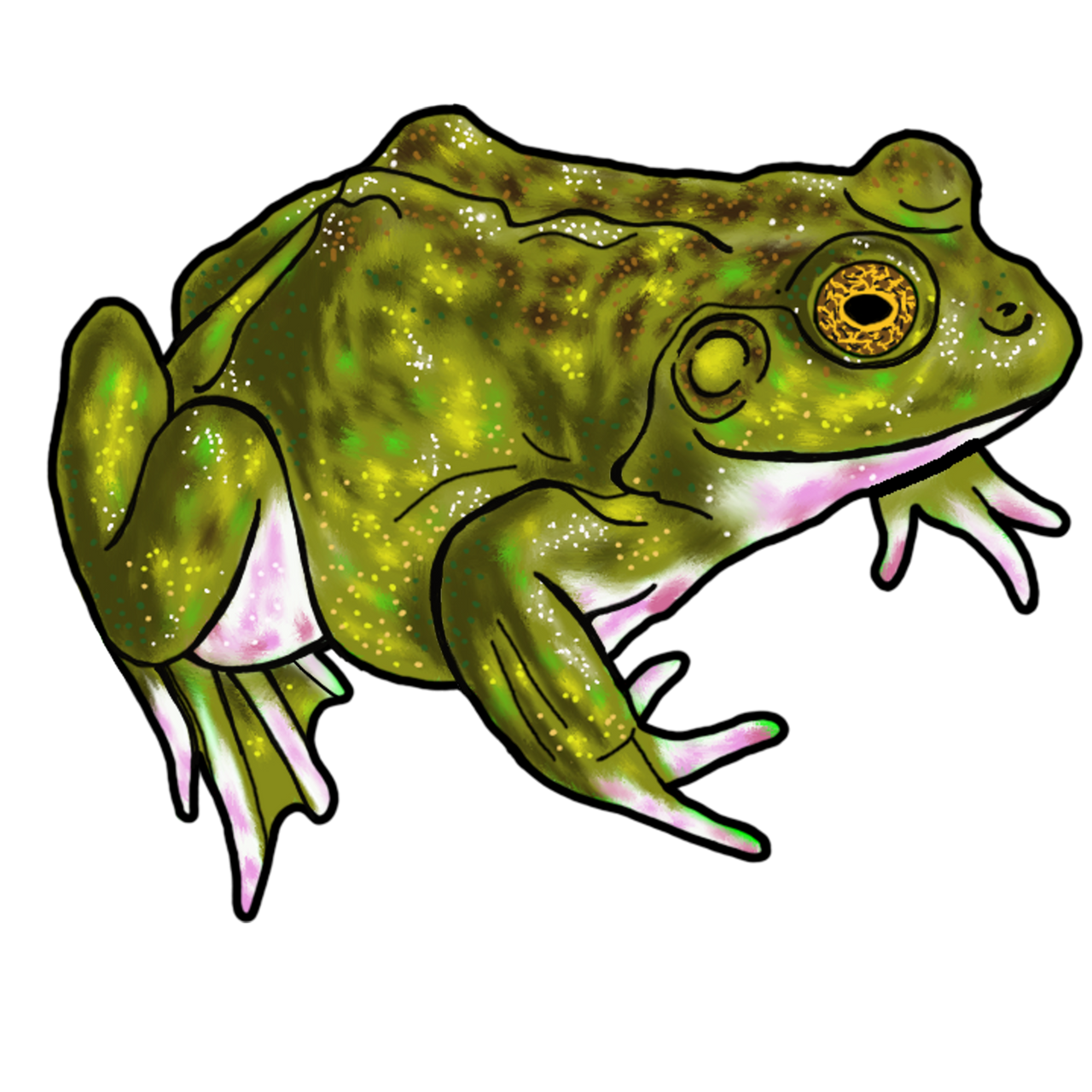 Bullfrog Delight by JoelDombecki on DeviantArt