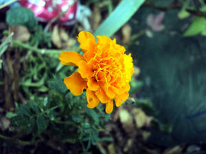 Orange flower