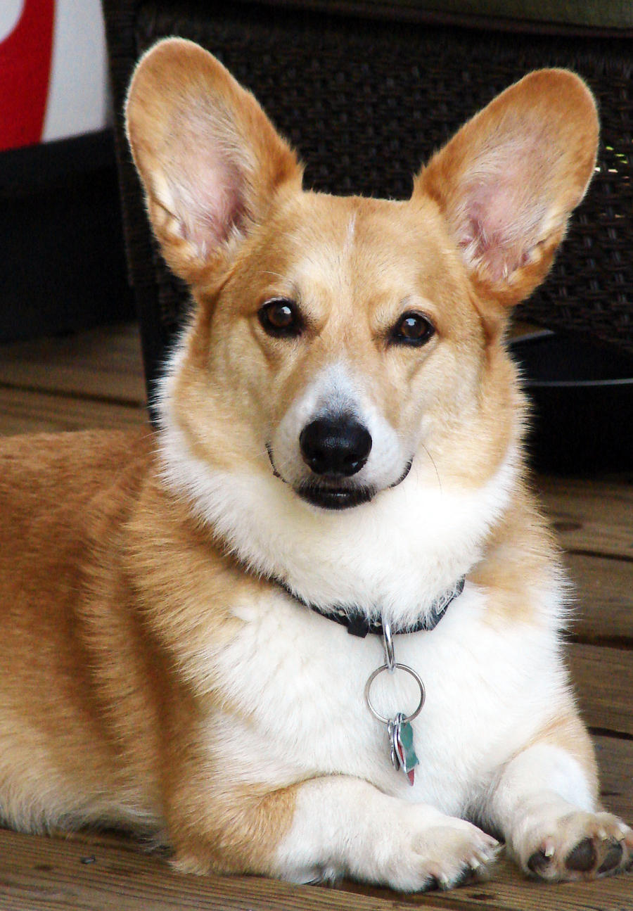 Corgi Portrait