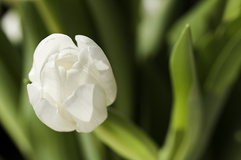 White tulip