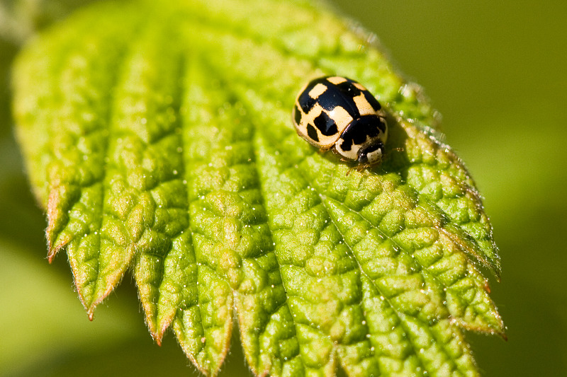 Propylea quatuordecimpunctata