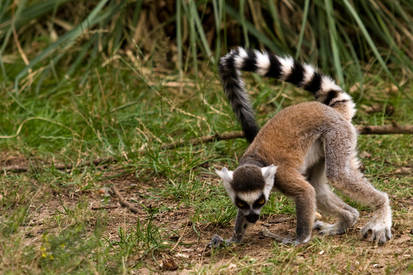 Ring-tailed Lemur