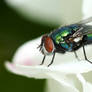 The green bottle fly III