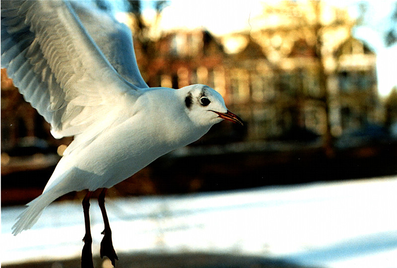 Mid-air gull