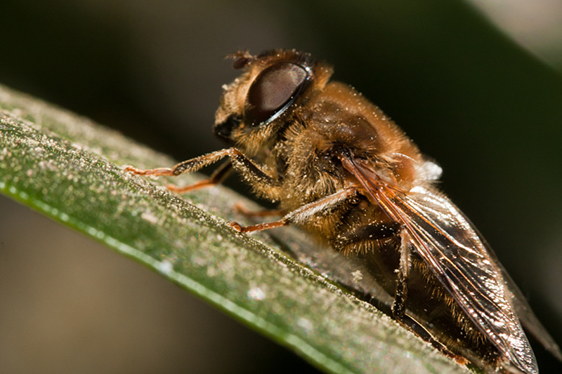 Pollen covered bee