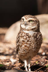 Burrowing owl