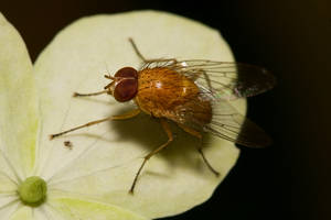 Small orange fly