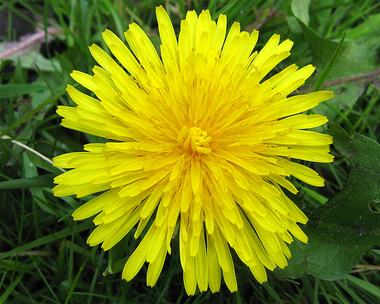 Dandelion 'Taraxacum officina'