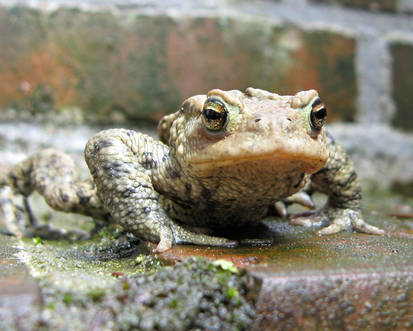 A toad