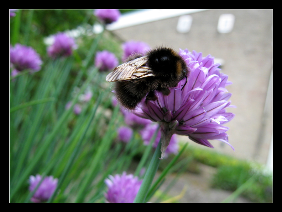 Bumblebee on a flower