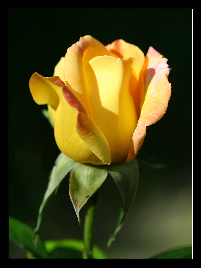 Yellow rose