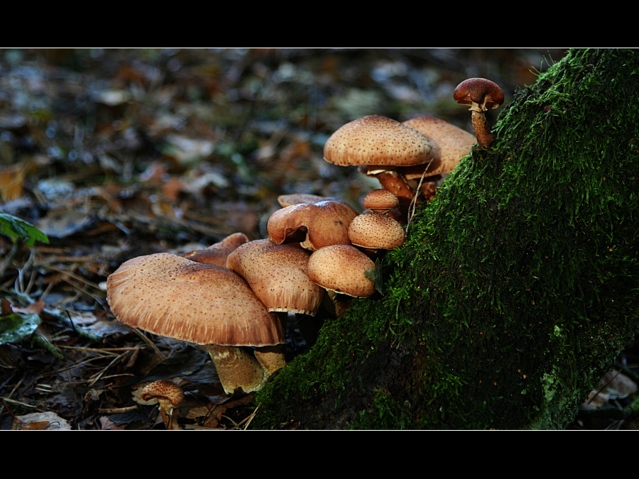 Toadstools